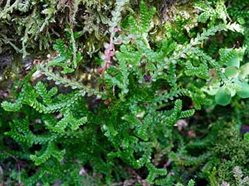 Selaginella douglasii