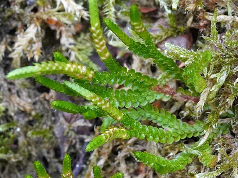 Selaginella douglasii