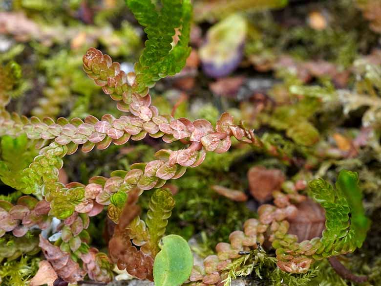 Selaginella douglasii