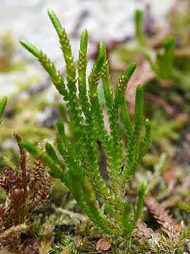 Selaginella douglasii