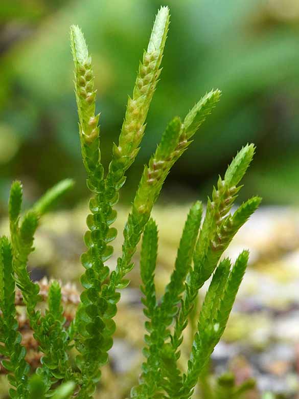 Selaginella douglasii