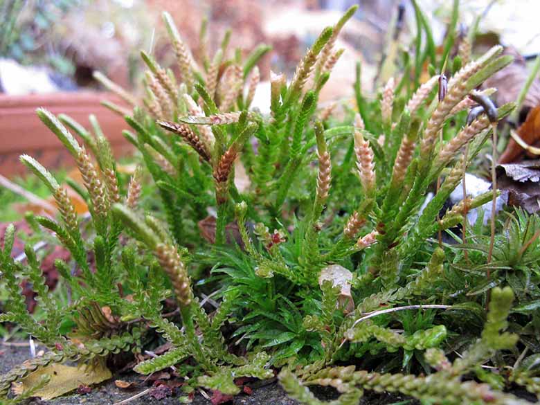 Selaginella douglasii