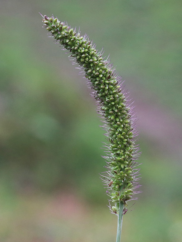 Setaria verticillata