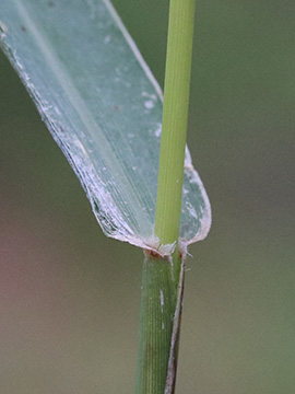 Setaria verticillata