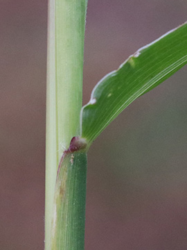 Setaria verticillata