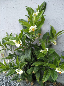 Solanum pseudocapsicum