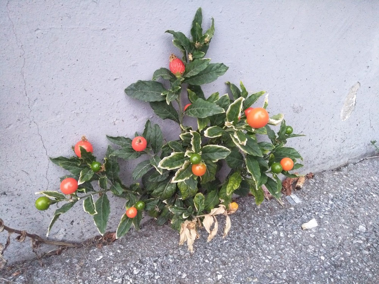 Solanum pseudocapsicum