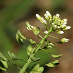 Microthlaspi perfoliatum - Stängelumfassendes Hellerkraut