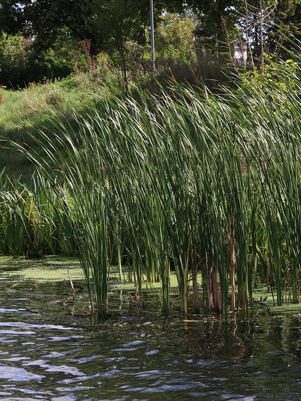 Typha angustifolia