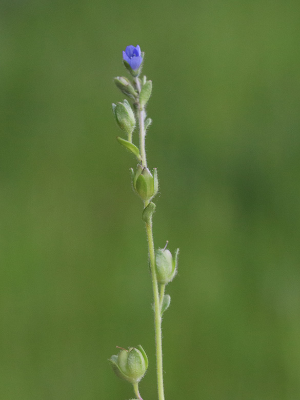Veronica praecox