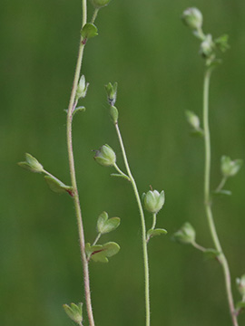 Veronica praecox