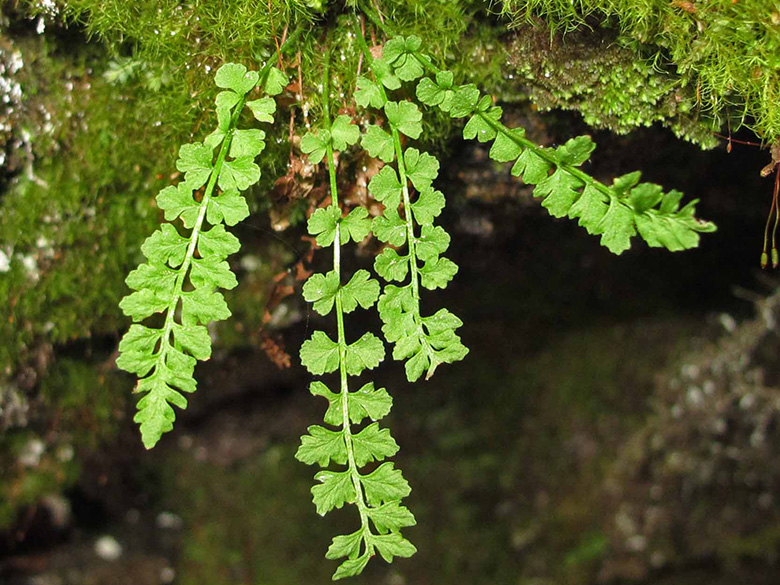 Woodsia glabella