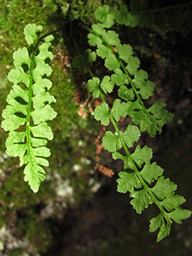 Woodsia glabella
