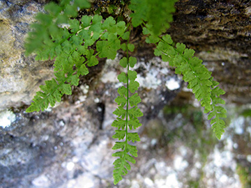 Woodsia glabella