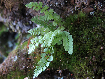 Woodsia glabella