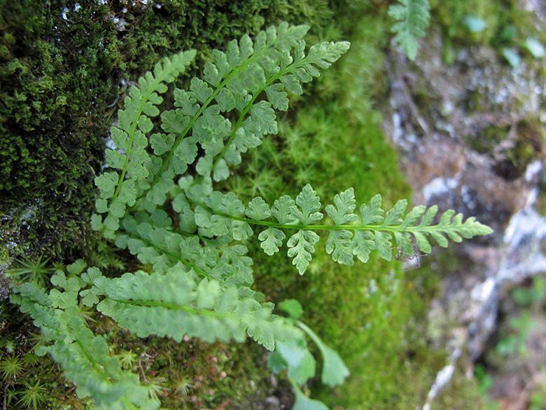 Woodsia glabella