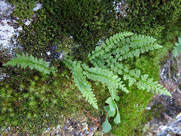 Woodsia glabella