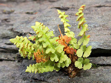 Woodsia glabella