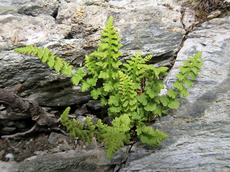 Woodsia glabella