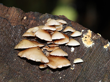 Crepidotus mollis