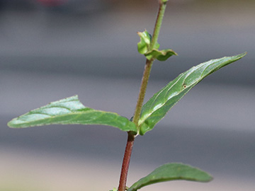 Epilobium obscurum