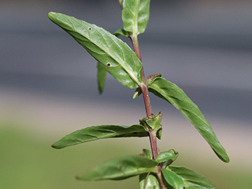 Epilobium obscurum
