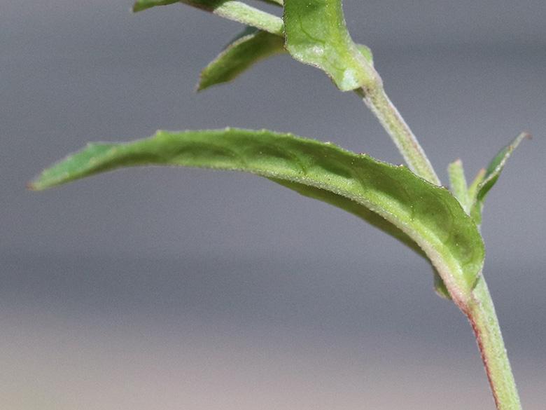 Epilobium obscurum