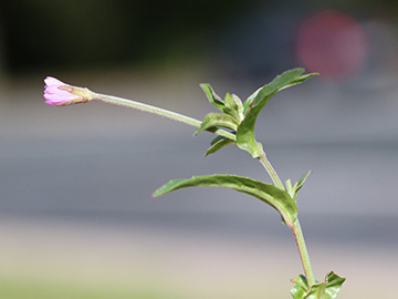 Epilobium obscurum