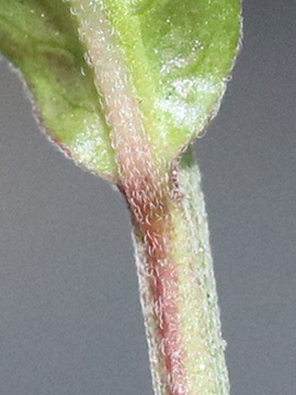 Epilobium obscurum
