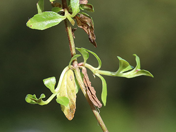 Epilobium obscurum