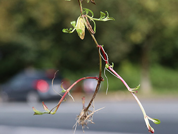 Epilobium obscurum