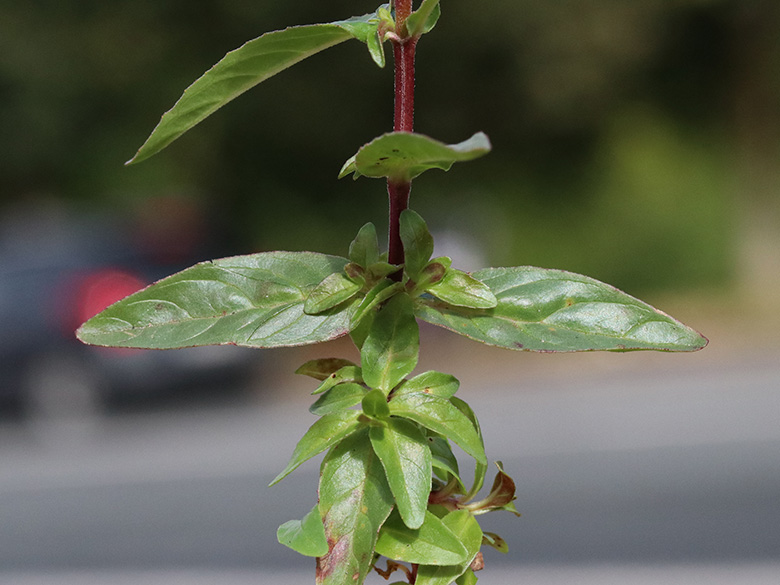 Epilobium obscurum