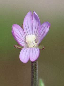 Epilobium obscurum