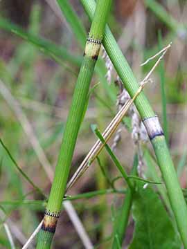 Equisetum moorei nipponicum