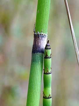 Equisetum moorei nipponicum