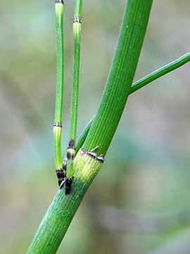 Equisetum moorei nipponicum