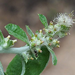 Gnaphalium pensylvanicum - Pennsylvanisches Ruhrkraut
