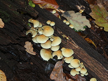 Hypholoma fasciculare