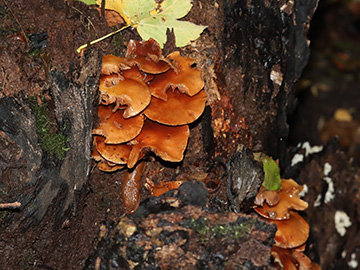 Kuehneromyces mutabilis_