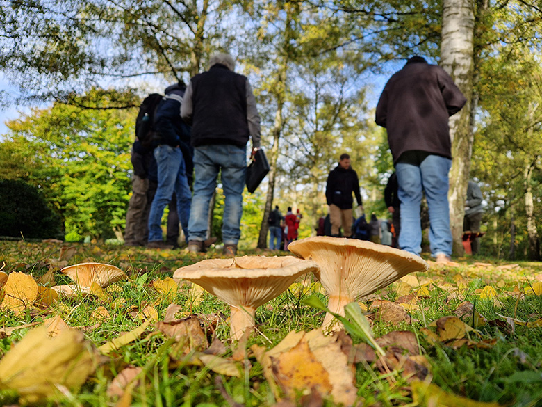 Lactarius pubescens