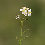 Lepidium graminifolium - Grasblättrige Kresse