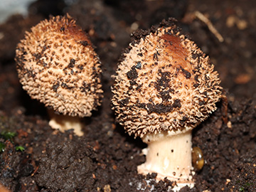 Lepiota aspera
