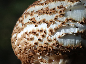 Lepiota aspera