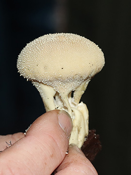 Lycoperdon perlatum