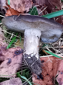 Lyophyllum decastes