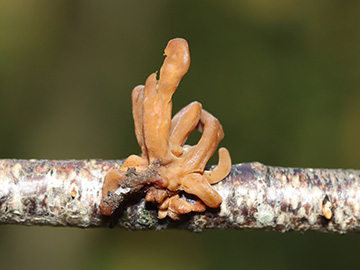 Macrotyphula fistulosa contorta