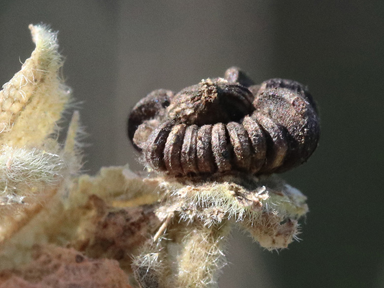 Malva thuringiaca