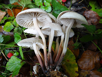 Marasmius wynneae