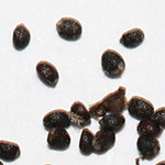 Mentha longifolia - Ross-Minze