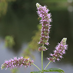Mentha longifolia - Ross-Minze